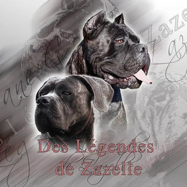 Dessin de cane corso zazelle, motif 343-04 pour plaque attention au chien