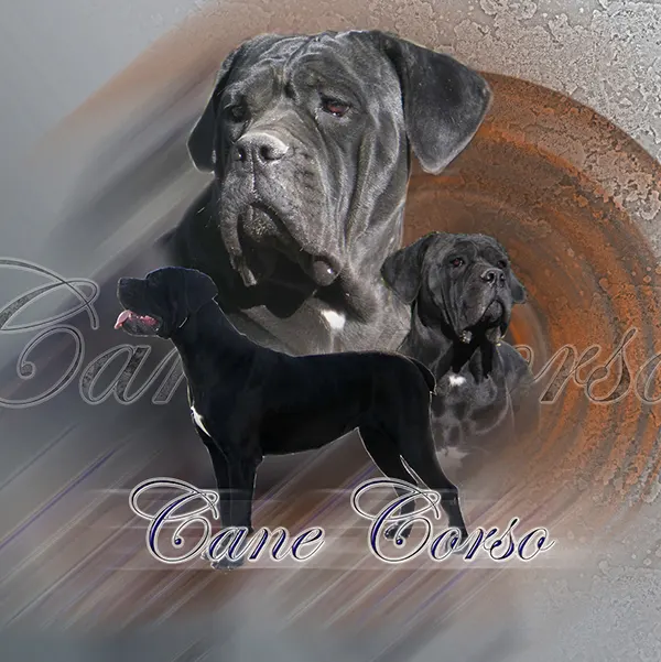 Dessin de femelle cane corso, motif 343-03 pour plaque attention au chien