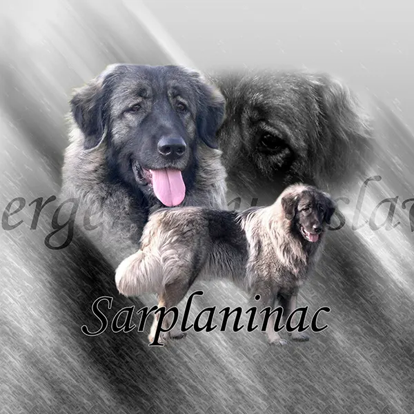 Dessin de berger yougoslave charplaninac, motif 360-01 pour plaque attention au chien