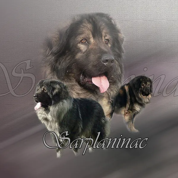 Dessin de chien de berger yougoslave, motif 360-02 pour plaque attention au chien